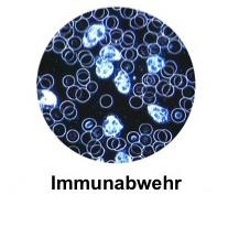 Blutcheck-diagramm v1 Immunabwehr