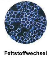 Blutcheck-diagramm v1 fettstoffwechsel
